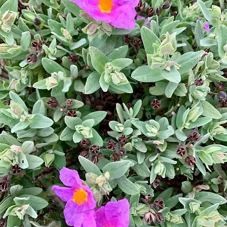 La Maison Narbonnaise Bed & Breakfast 3*